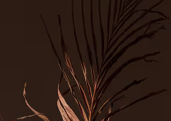 Dark plant with slender leaves.